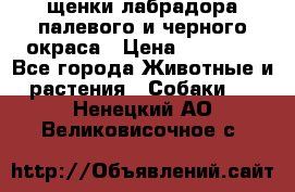 щенки лабрадора палевого и черного окраса › Цена ­ 30 000 - Все города Животные и растения » Собаки   . Ненецкий АО,Великовисочное с.